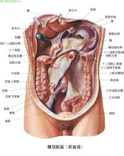 Ihmisen anatomia