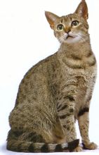 Egyptin kissa - Sivut [1] - Maailman tietosanakirjamainen tietoa
